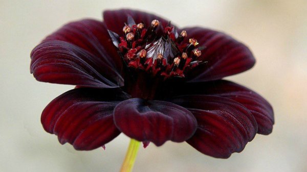 Прекрасные бордовые розы