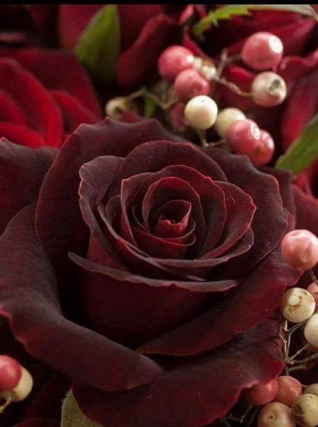 Георгин Red Drop