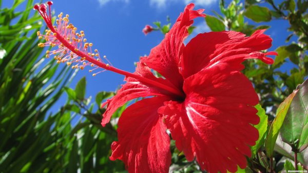 Красивые тропические цветы - 73 фото