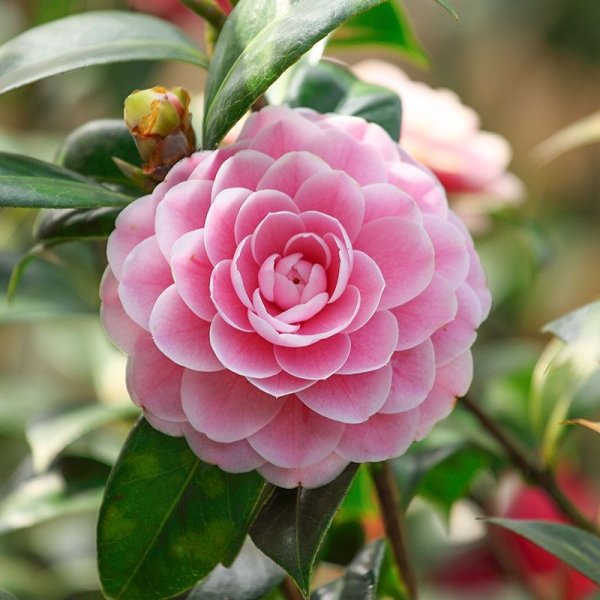 Камелия Camellia japonica