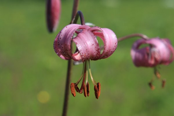 Лилия карликовая