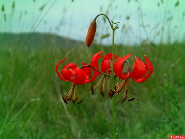 Лилия саранка красная