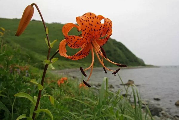 Лилия саранка оранжевая