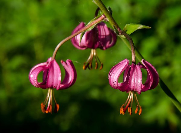 Lilium martagon — Лилия саранка