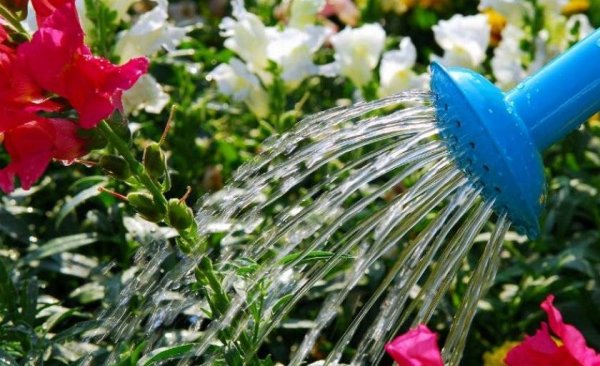 Полив цветов из лейки