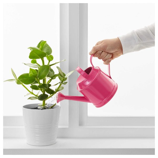 Полив комнатных растений