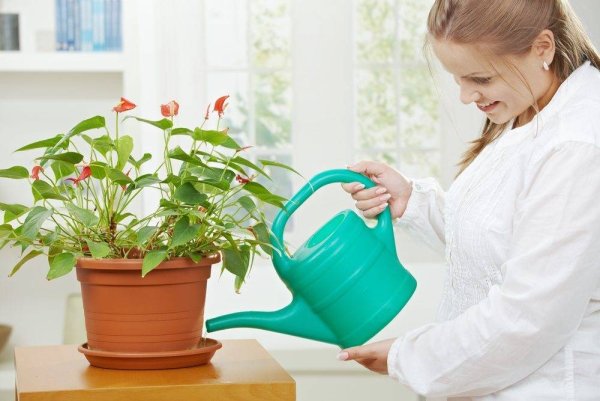 Полив комнатных растений для детей