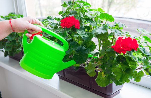 Полив комнатных растений