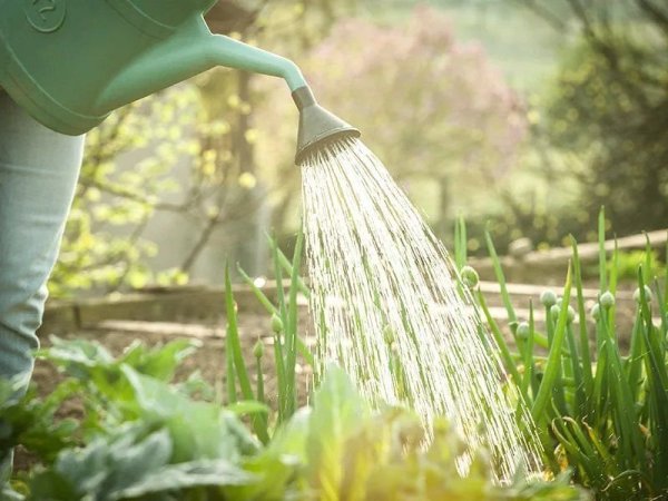 Поливать огород