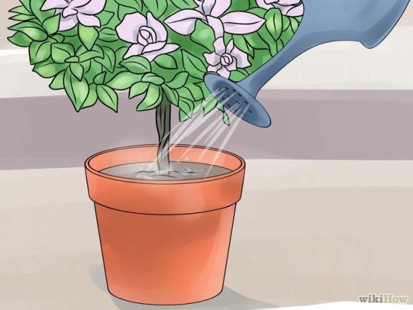 Полив растений для детей