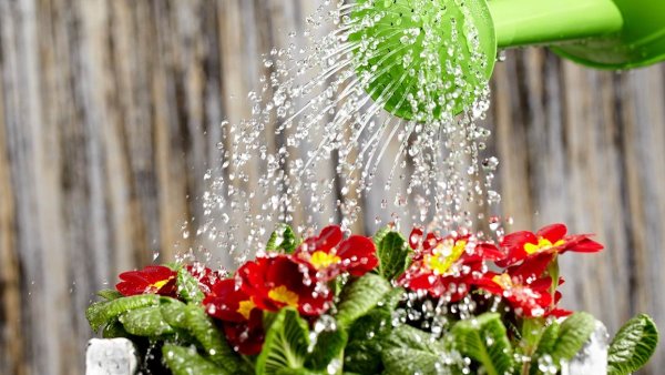 Полив растений