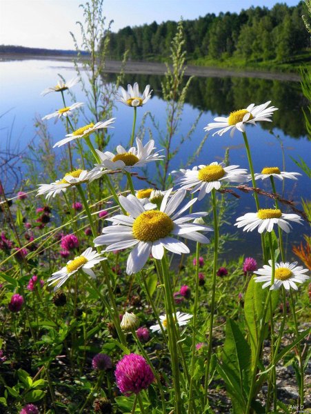 Доброго дня с морским пейзажем