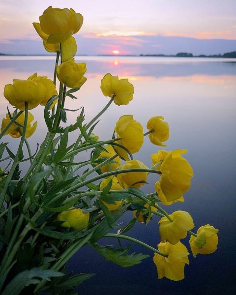 Лето солнце