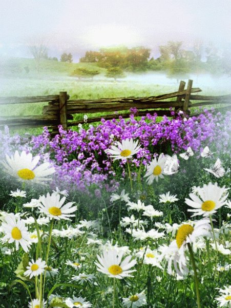 Ромашки на лугу