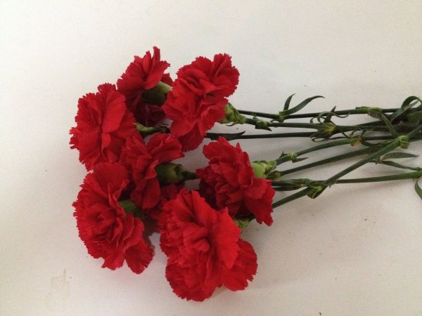 Гвоздика Антонелла Флор