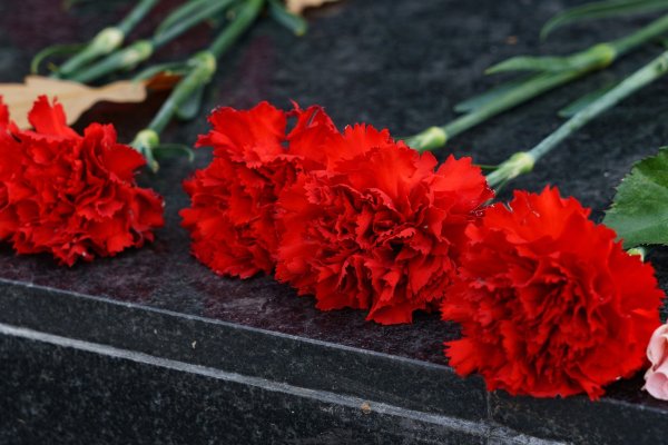 Красная гвоздика