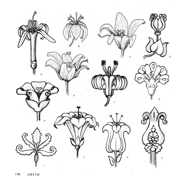 Декоративная стилизация растений