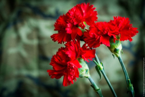 Красная гвоздика