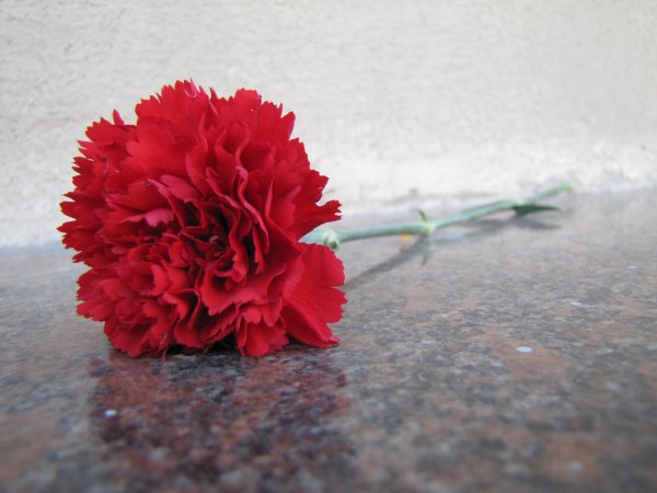 Гвоздика одноголовая красная