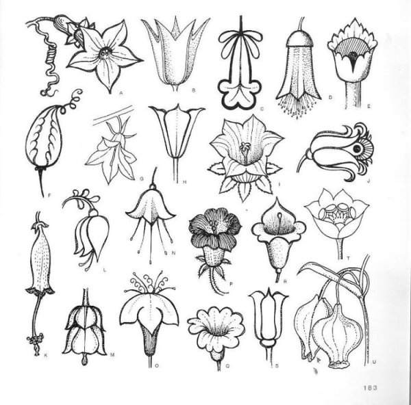 Стилизация растений в цвете