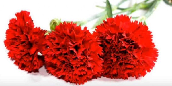Гвоздика Carnation