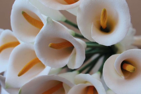 Коала фото цветок