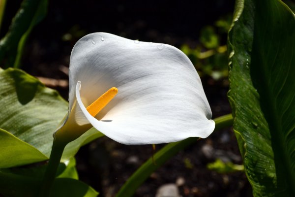 Коалла или коала цветок