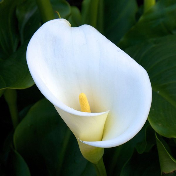 Калла эфиопская (белокрыльник)