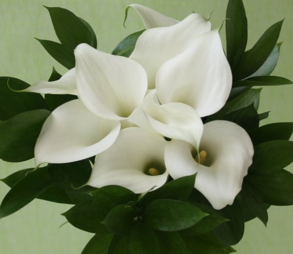 Большие букеты с каллами