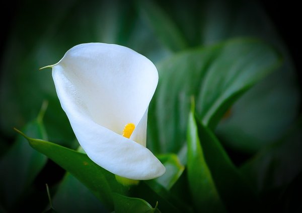 Белокрыльник комнатный