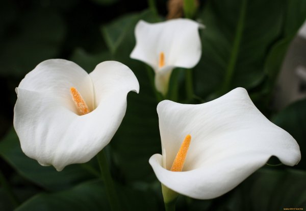 Калла Эфиопика Фламинго