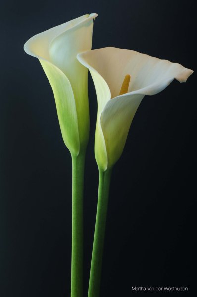 Каллы цветы