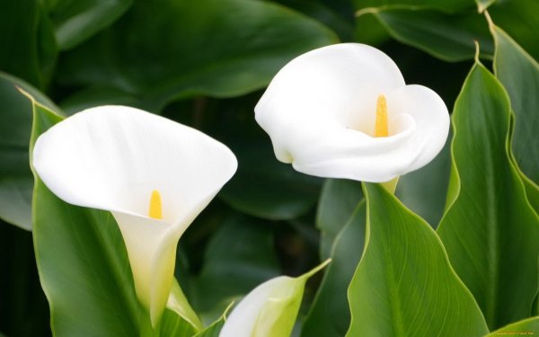 Белокрыльник (Калла)