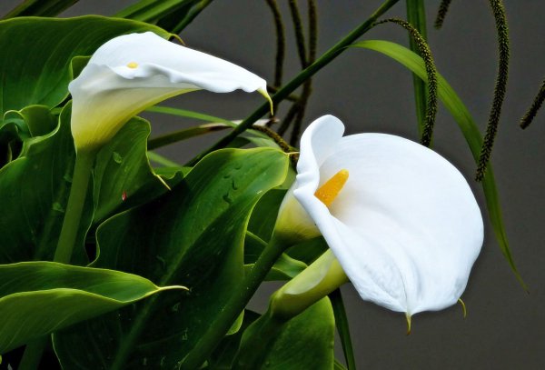 Белокрыльник (Калла)