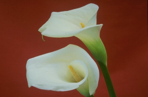 Коала цветок комнатный