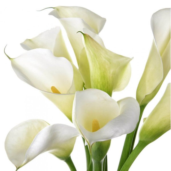 Калла белая срезка