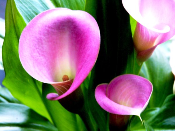 Калла Монинг Сан