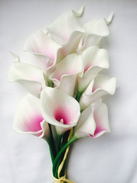 Коалы цветы