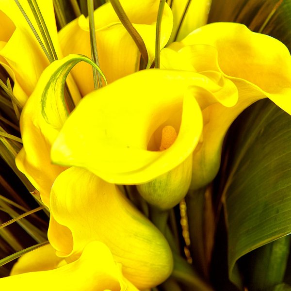 Каллы кэптин желтый Морелли