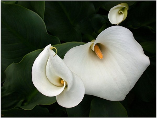 Калла белокрыльник комнатная