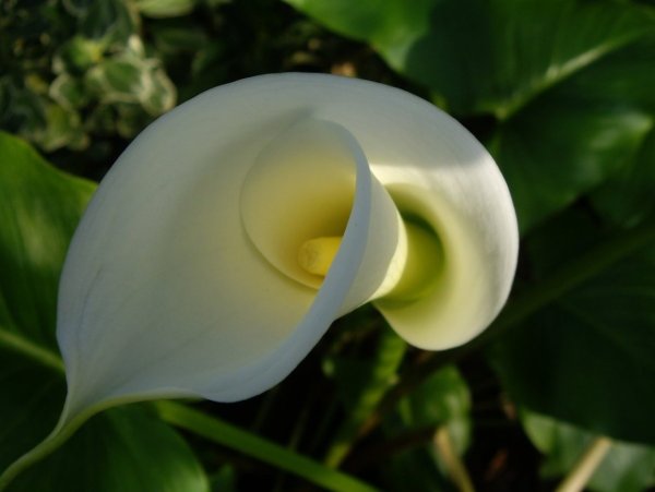 Калла(Zantedeschia) Captain Marrero