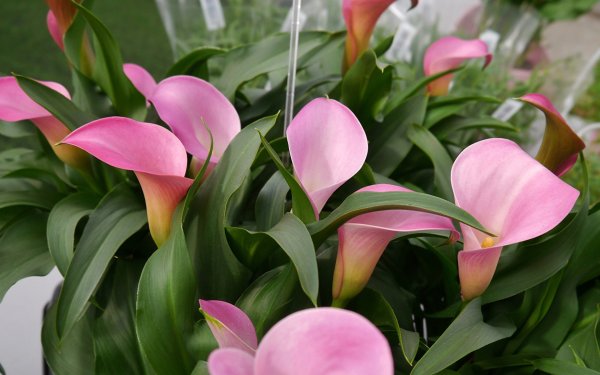 Калла Зантедеския Пинк