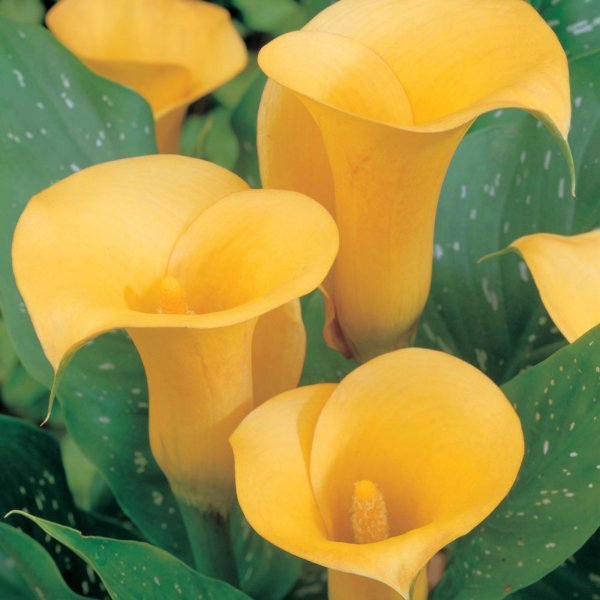 Калла Сайгон