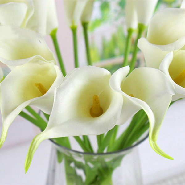 Каллы белокрыльник цветы