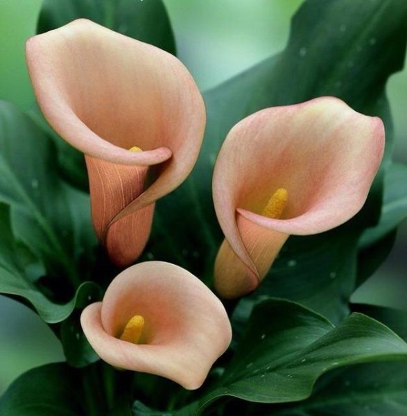 Калла Вермеер