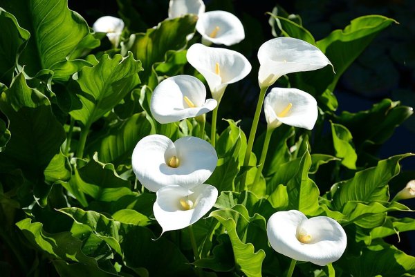 Белокрыльник (Калла)