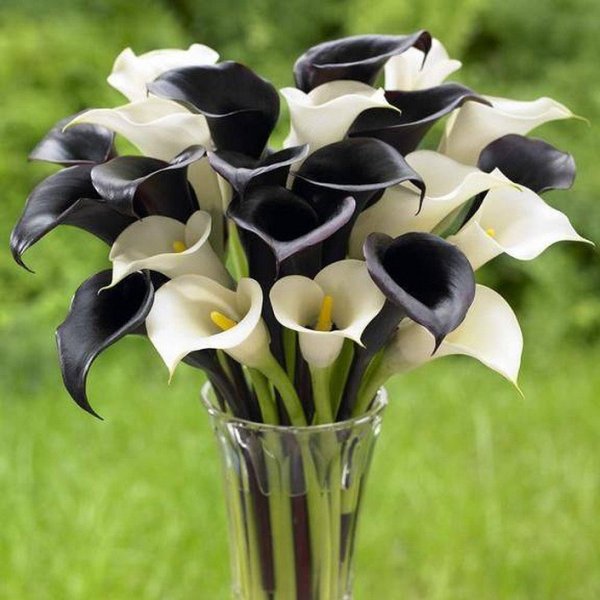 Калла сорт Вермеер