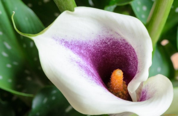 Калла Альбомакулата