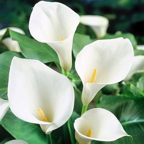 Калла Самур