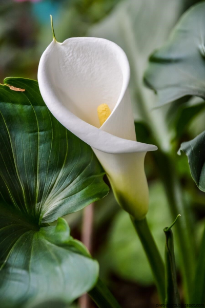 Белая Калла цветок